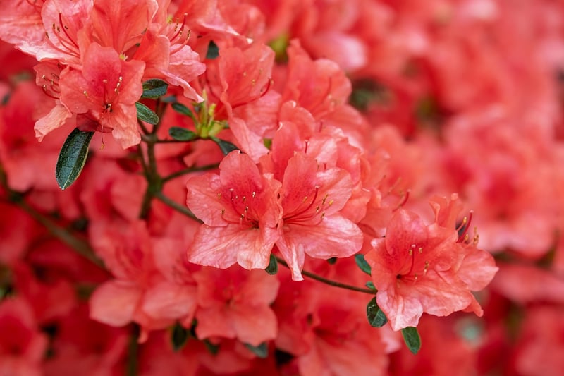 Variegated Weigela